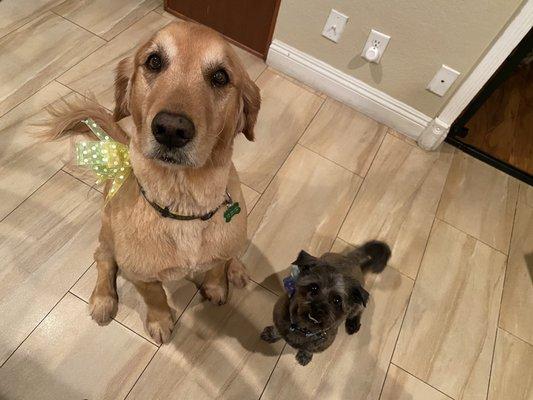 Walter the golden looking like a puppy again thanks to the wonderful grooming at Coast Pet. Next to his lil bro and his new do.