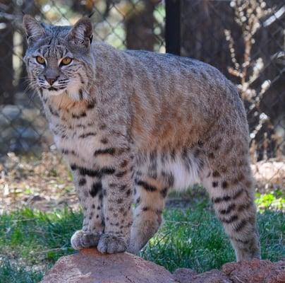 Bobcat