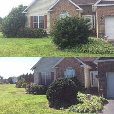 Not only do we do tree removals, we also trim and shape shrubs and ornamental trees as well.