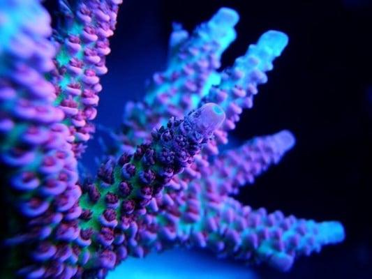 A captive grown coral in one of our aquariums. Photo by Bobby M.