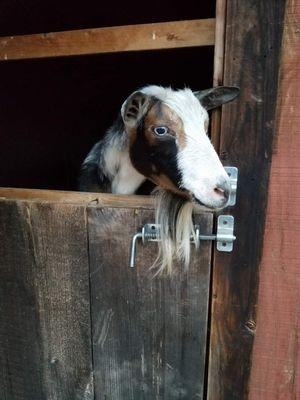 Aspen Hill Farm