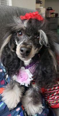 This is my poodle girl Mari showing off some of our Accessories