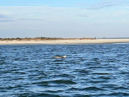 Dolphins swimming in front of Folly Beach