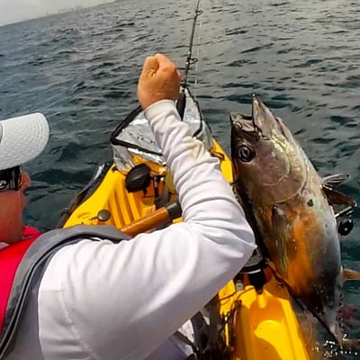 Monster Blackfin Tuna