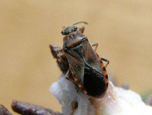 Western Slope Pest Control