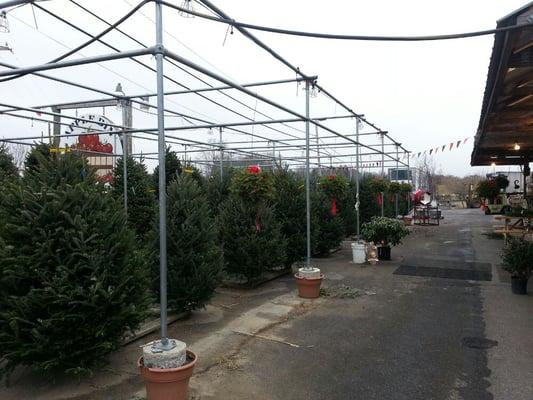 Christmas trees for sale