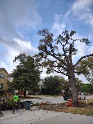 Ash tree that had severe insect damage.