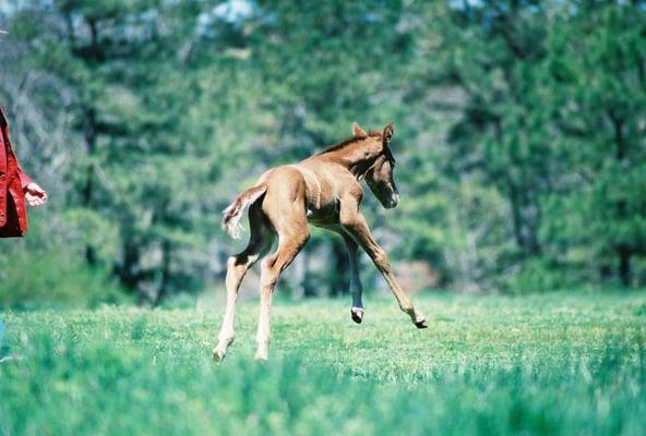 A new yearling at GB's