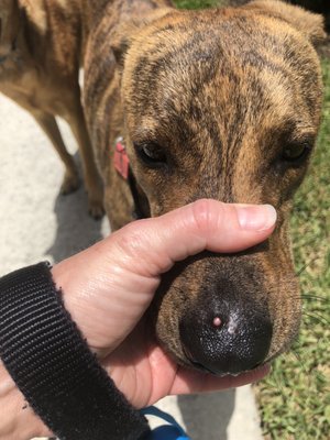 Infection spread to nose as well!