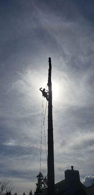 Taking down the "wood" portion of a Douglas fir.