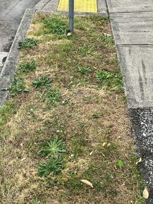 A bunch of weeds throughout property