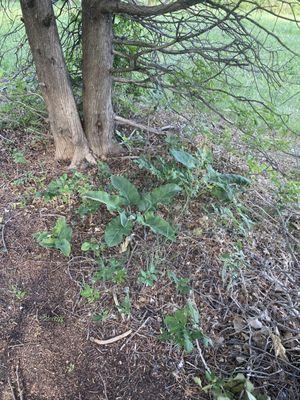 Wild rhubarb!