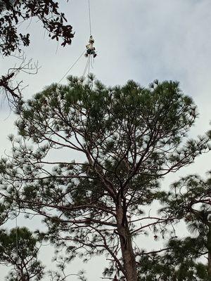 Crane job removal of large pine tree