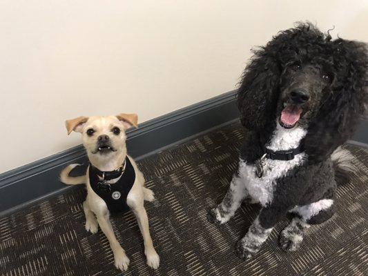 BFF's Beau and Lady post park.