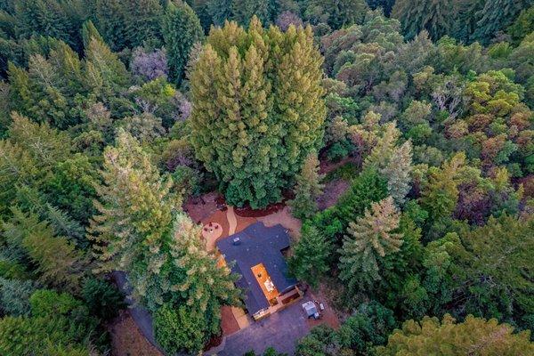 A gorgeous stand of redwoods !