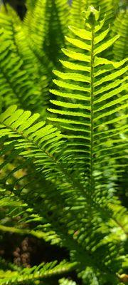 Ferns in the back garden