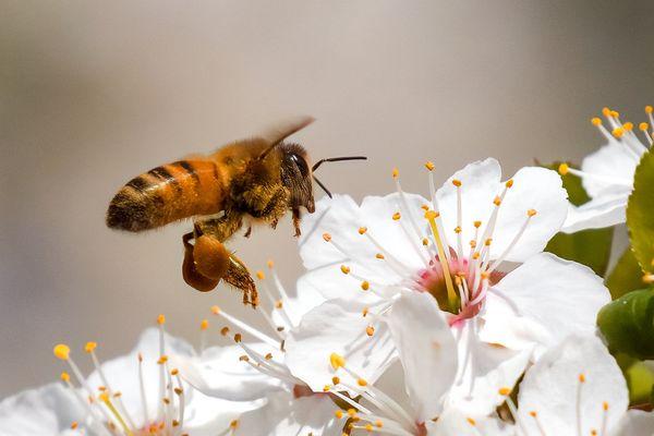 Honeybee at work