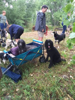 At the annual pond party at Canine Health Resort