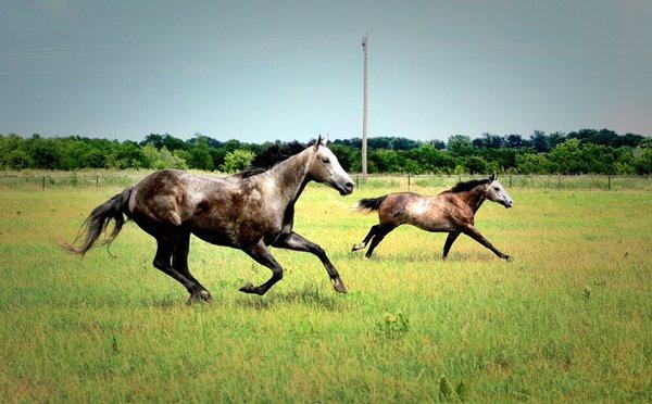 Starline Stables