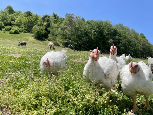 Chickens and sheep foraging green pasture.