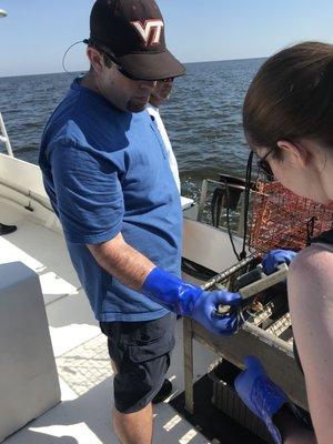 Measuring crabs.