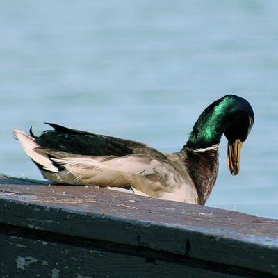 Mallard in Rhinecliff