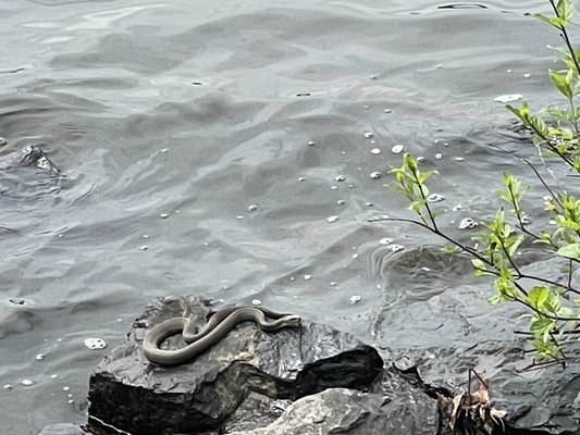 Northern water snake