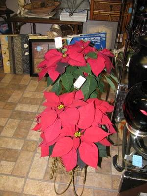 Poinsettia's are available in 4,6, or 8 inch pots. During the Christmas Holiday.