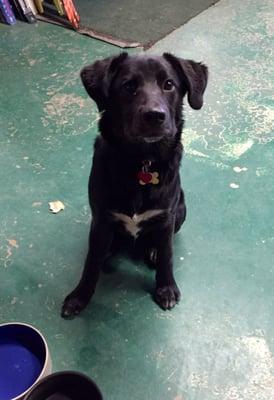 "Hi, my name is Mercury. I'm the new puppy greeter here at Cunningham's. I'm training to be a service dog when I grow up!"