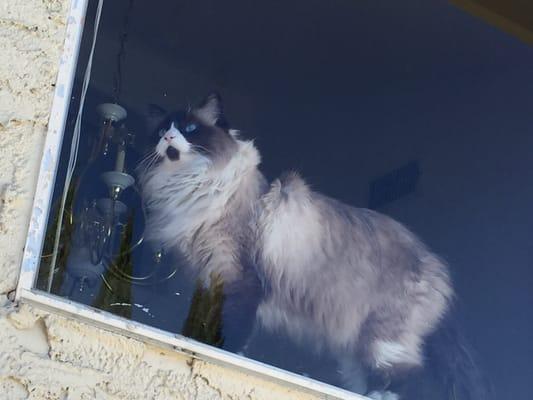 Bea our Ragdoll