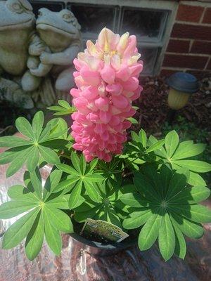 Pink & White Lupine