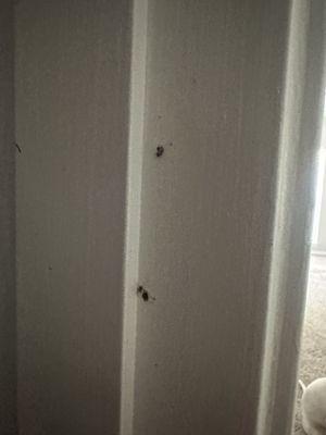 Roaches in pantry