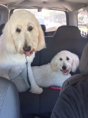 Sam and Molly the doodles going home after their spa day!