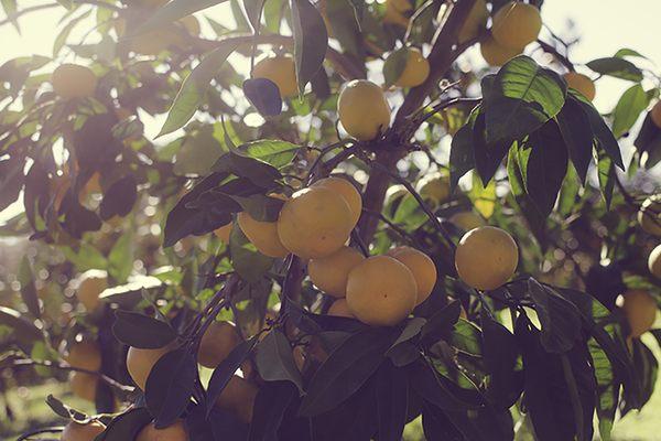 Farm Fresh, Naturally Grown, Satsuma Mandarins