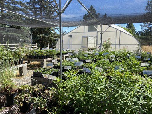 Cedar Mountain Perennials