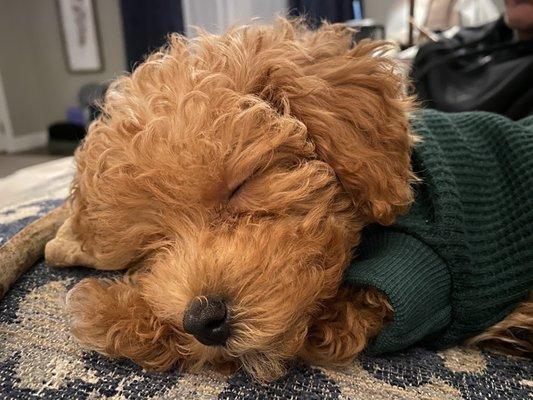 Templeton napping in his new sweater.