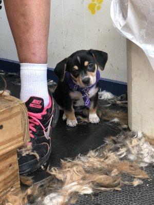 This is Janky. She is so sweat every dog that wants  a Bandanna gets one.