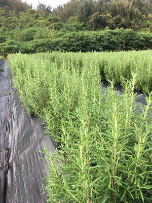 Rosemary - available 7 days a week, supply 365 days a year