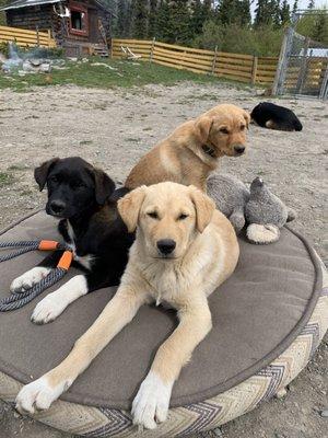 Tutshi sled dog camp.