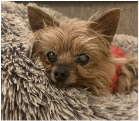 LILY our 15 yo Yorkie