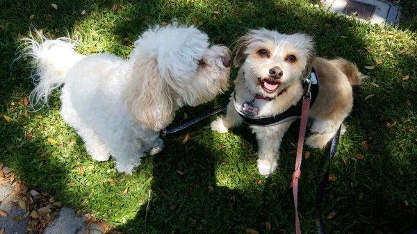 Here's Kobe telling Ginger how he loves exploring the day with us.