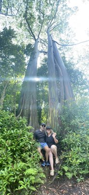 Eucalyptus tree along the Road to Hana in Maui