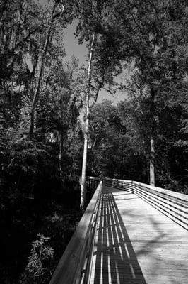 Boardwalk through Hogtown Creek Greenway.