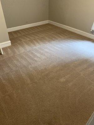 professional carpet cleaning and stain removal in Chicago, IL