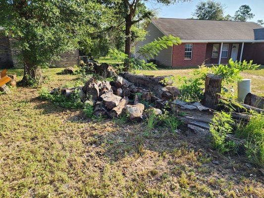 Tree removal, Crestview, Before