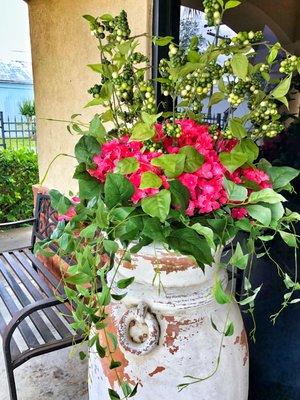 beautiful hydrangeas