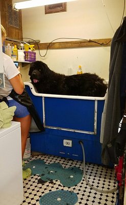 I think he is our largest boy, probably 150 - 160 lbs. He just fits in the tub.