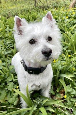 Finley the Westie