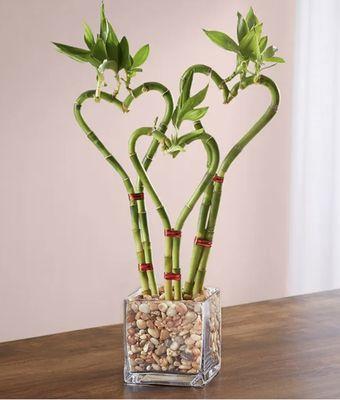 Bamboo Heart Shaped for your Loved One