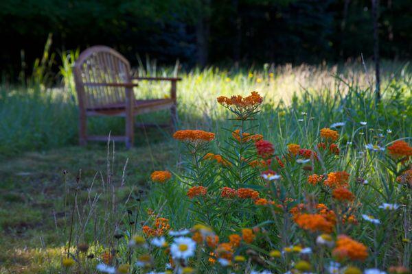 wild flower meadow